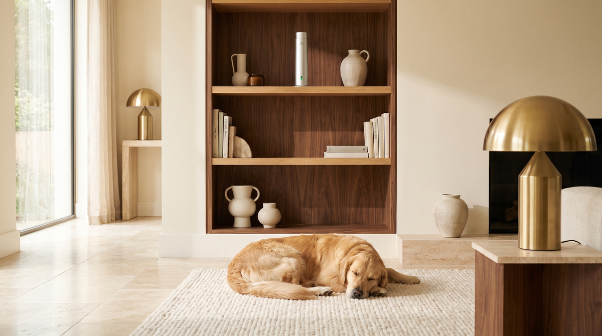 Pure One Diffusor in Matte Silver hoch oben auf einem Bücherregal, während ein Golden Retriever darunter auf dem Teppich schläft